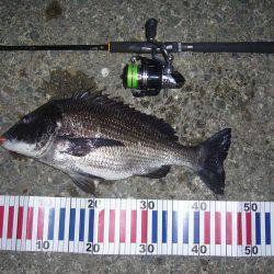 チニングにてようやく本命をGET(σ・∀・)σｹﾞｯﾂ!!